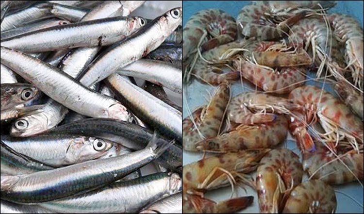 σαρδελα γαριδα